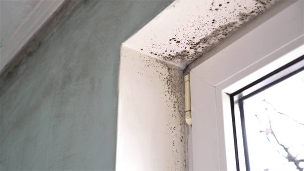 Best Residential Mold Remediation in Lorton, VA