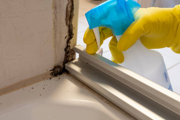 Trusted Lorton, VA Mold Remediation Experts
