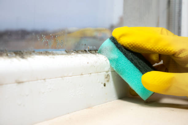Best Basement Mold Remediation in Lorton, VA