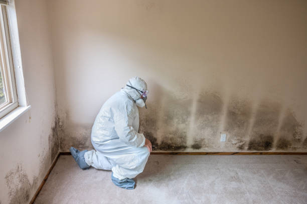Best Emergency Mold Remediation in Lorton, VA