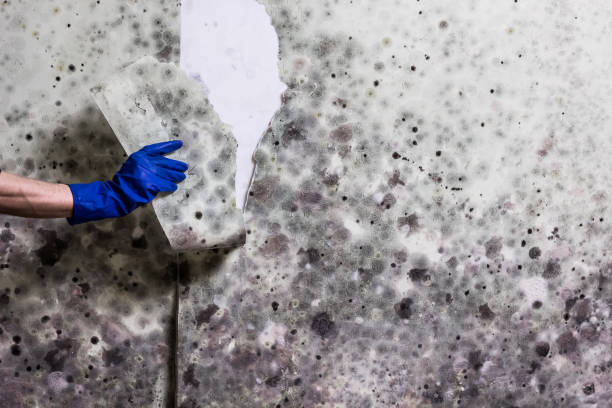 Best Post-Flood Mold Remediation in Lorton, VA