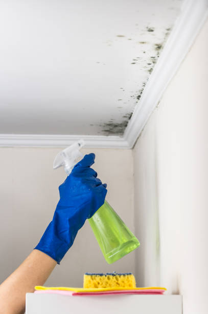 Best Residential Mold Remediation in Lorton, VA